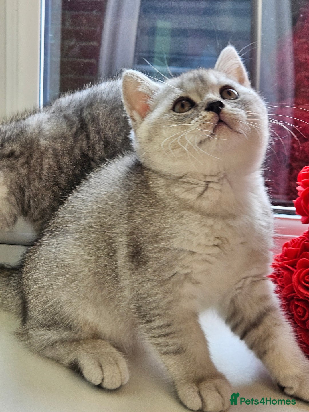 British Shorthair cats for sale: British shothair kittens  - Image 2