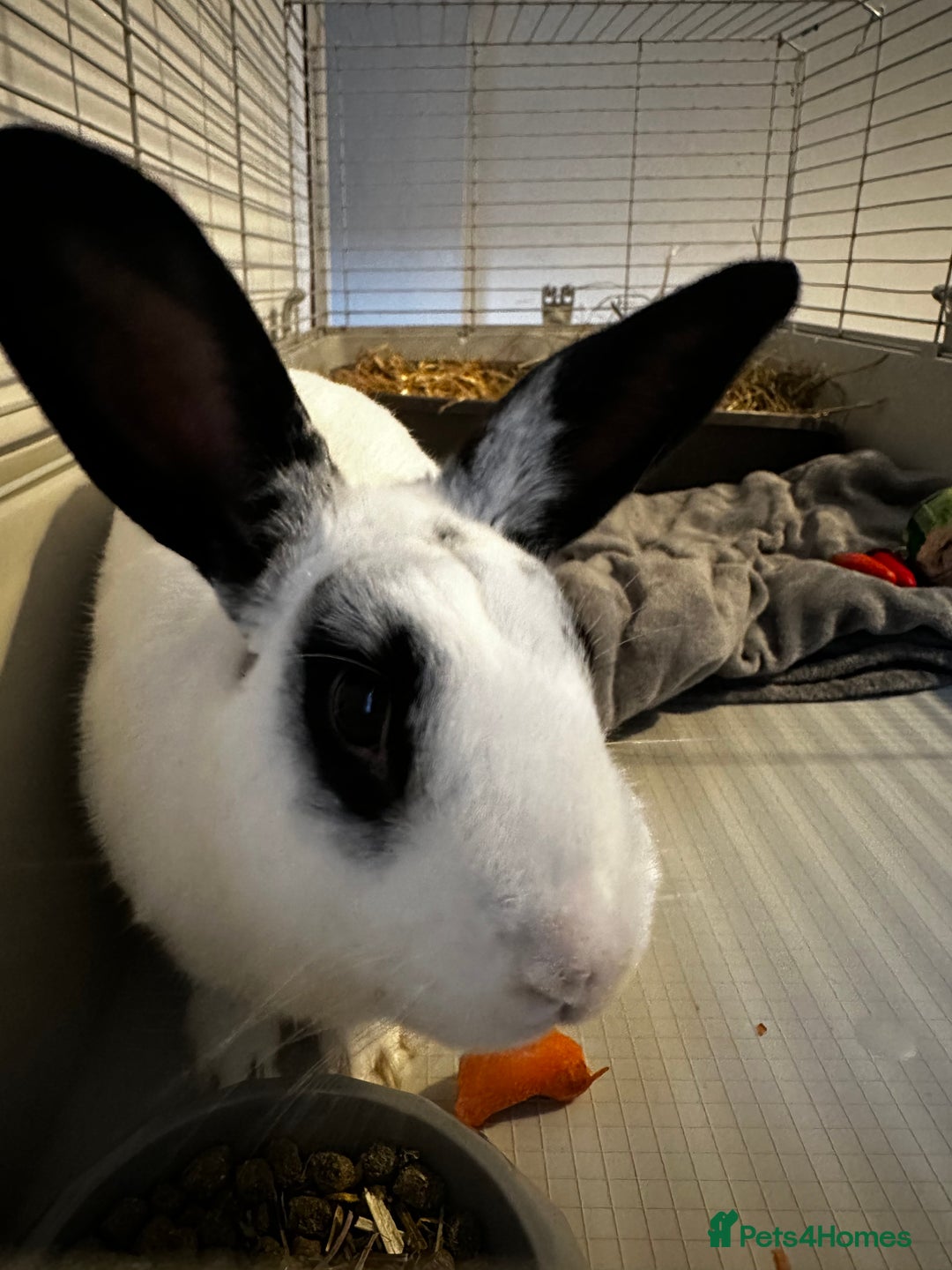 English Lop rabbits for sale: Male rabbit  - Image 3