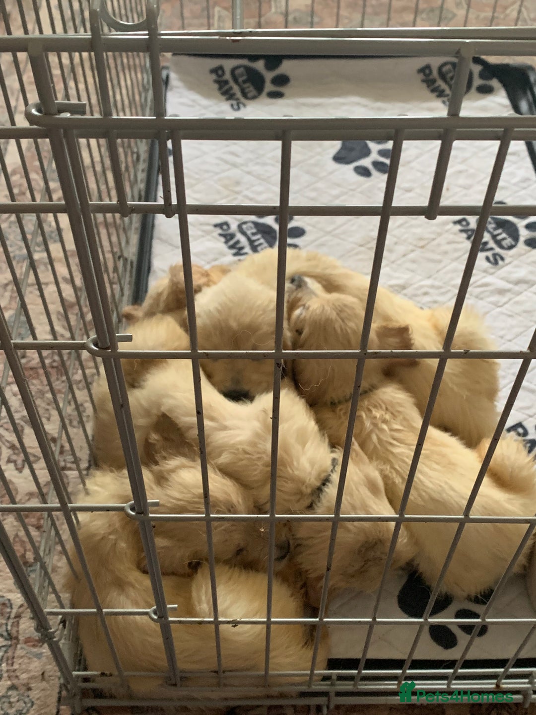 Golden Retriever dogs for sale: Golden Retrievers puppy for sale - Image 6