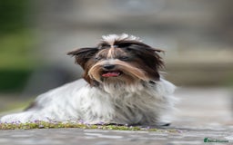 Yorkshire Terrier dogs for sale: Biewer Yorkshire terrier in Glasgow - Image 5