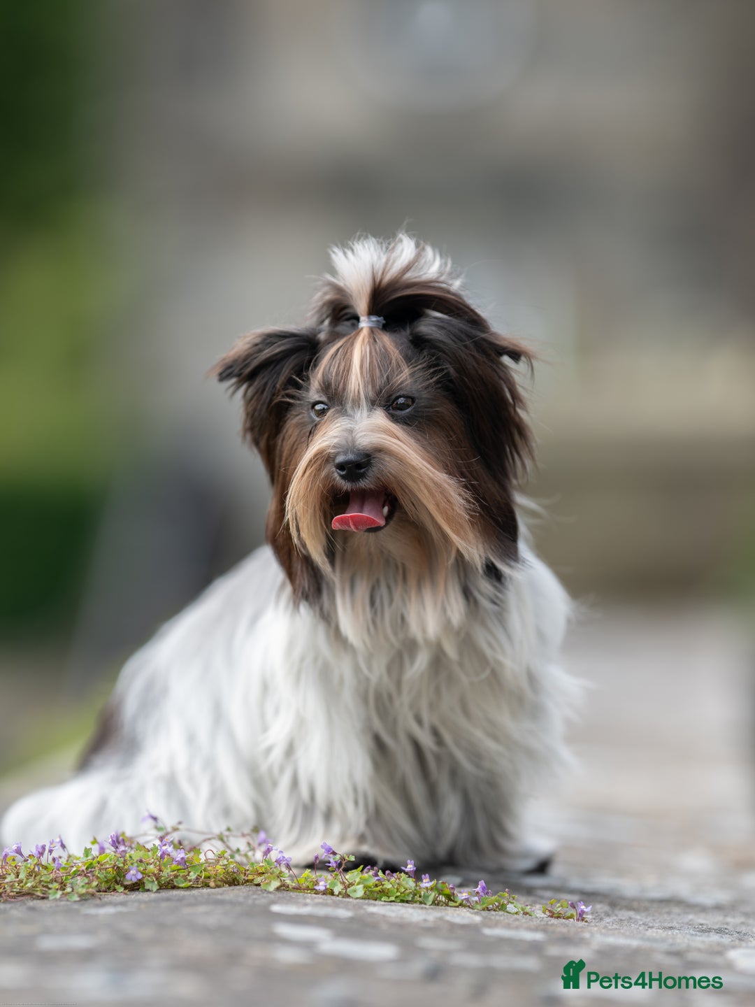 Yorkshire Terrier dogs for sale: Biewer Yorkshire terrier in Glasgow - Image 5