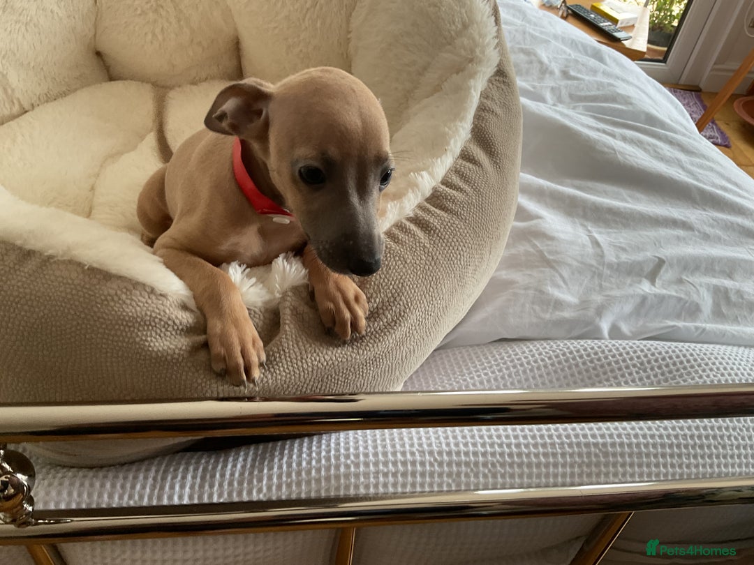 Italian Greyhound dogs for sale:  Beautiful Italian greyhound puppies  - Image 8