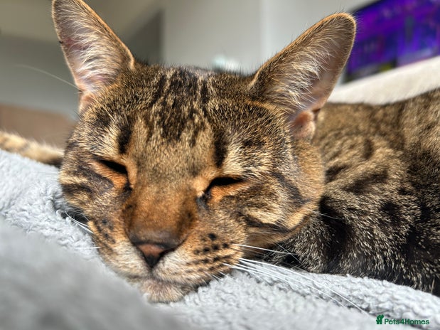 Mixed Breed cats - Advert 4