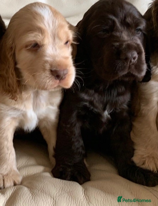 Cocker Spaniel dogs KC Show Type Cocker Spaniels - Advert 2