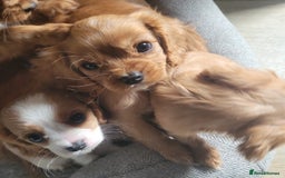 Cavalier King Charles Spaniel dogs for sale: READY NOW Cavalier king charles pups - Image 9