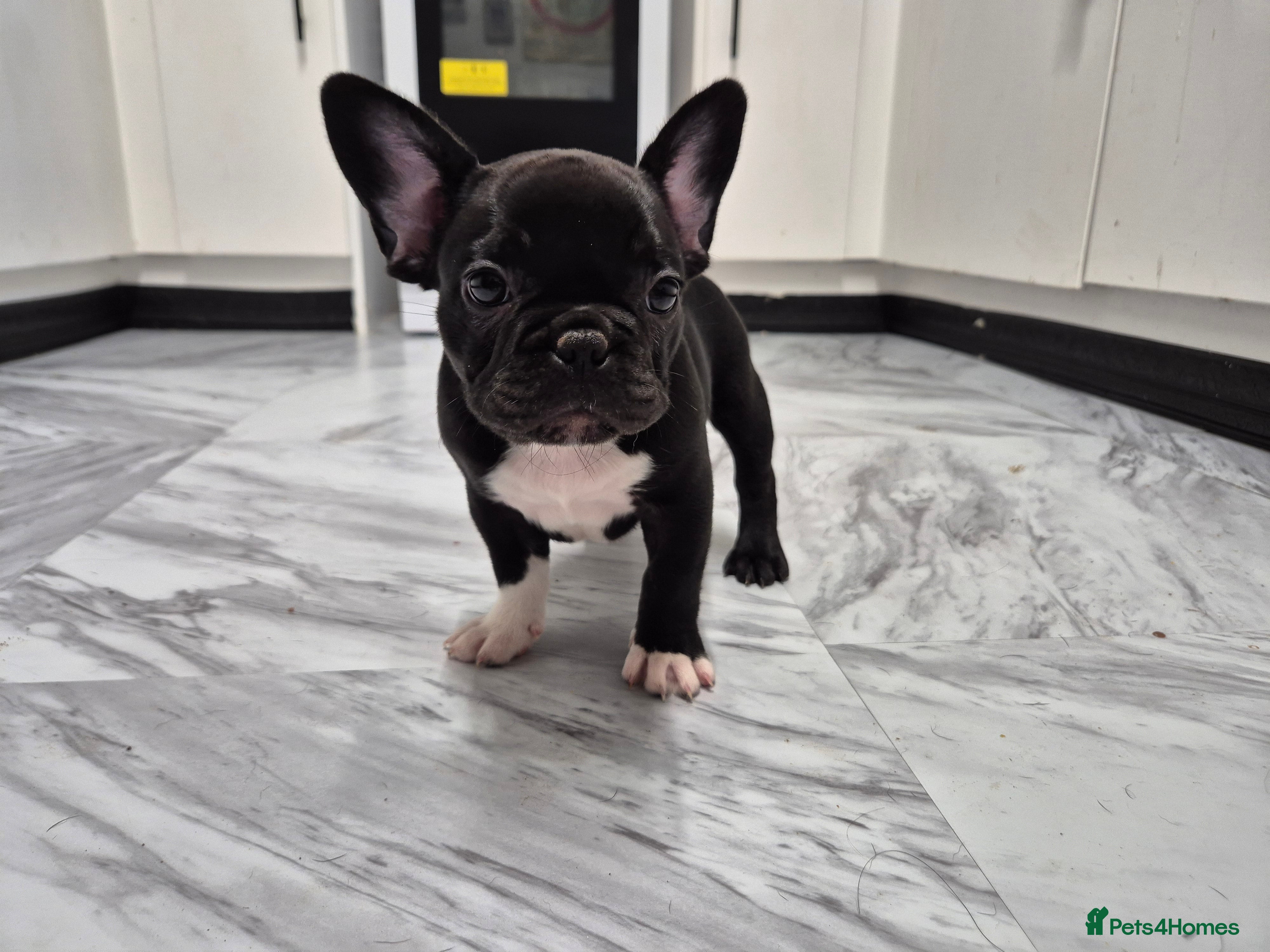 French Bulldog dogs french bulldog puppies - Advert 10