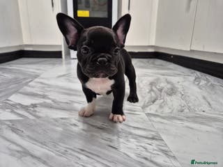 French Bulldog dogs french bulldog puppies - Advert 10