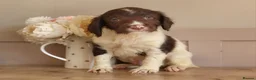 English Springer Spaniel dogs for sale: Beautiful English Springer spaniel pups - Advert 11