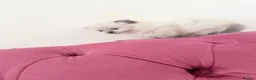 Scottish Fold cats for sale: Beautiful kittens🌹🤭 - Advert 19