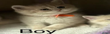 British Shorthair Kitten 1