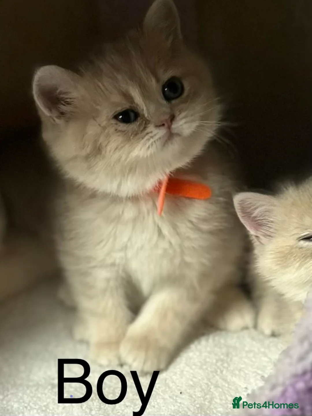 British Shorthair cats for sale: Gorgeous golden blue fur babies 😻 - Advert 12