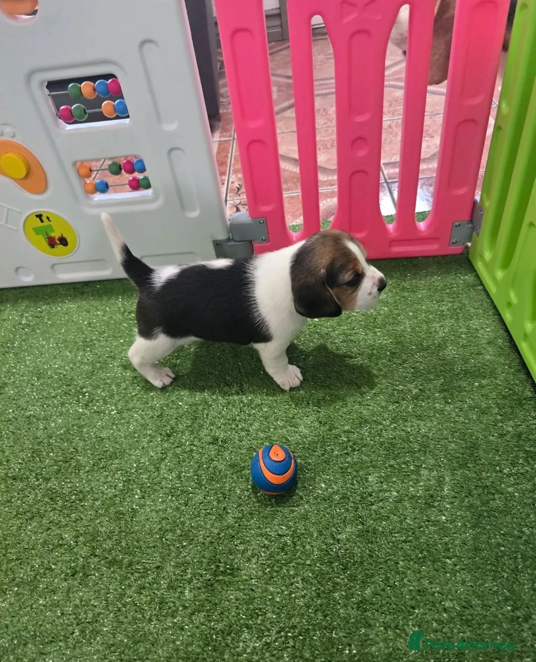 Beagle dogs for sale: Three amazing fresh Beagle puppies ready now - Advert 5
