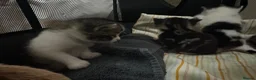 Mixed Breed cats for sale: Beautiful & Bonnie Boys & Mumma - Advert 12