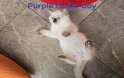 Ragdoll cats for sale: Beautiful ragdoll kittens - Image 23