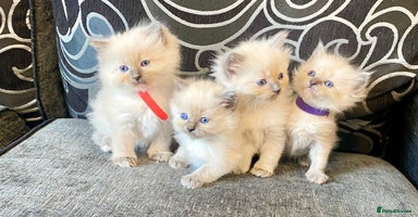 Ragdoll cats - Advert 7