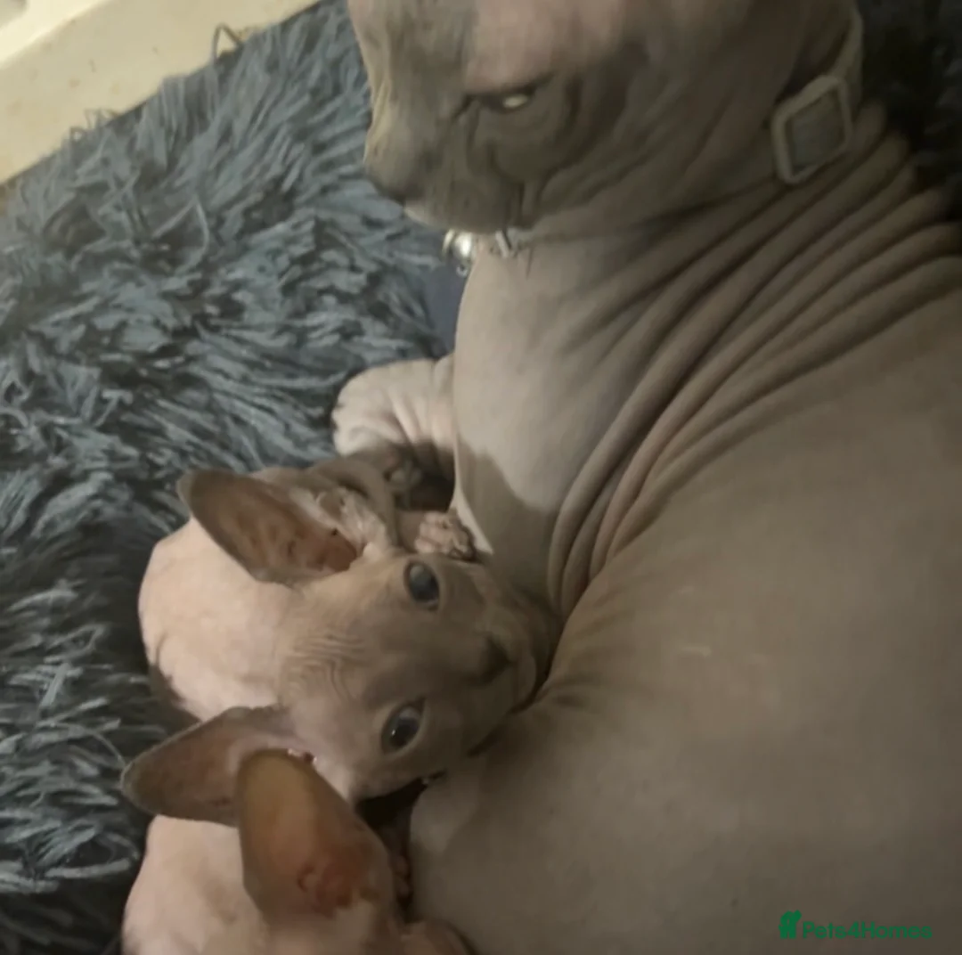 Sphynx cats for sale: Sphynx male  - Advert 4