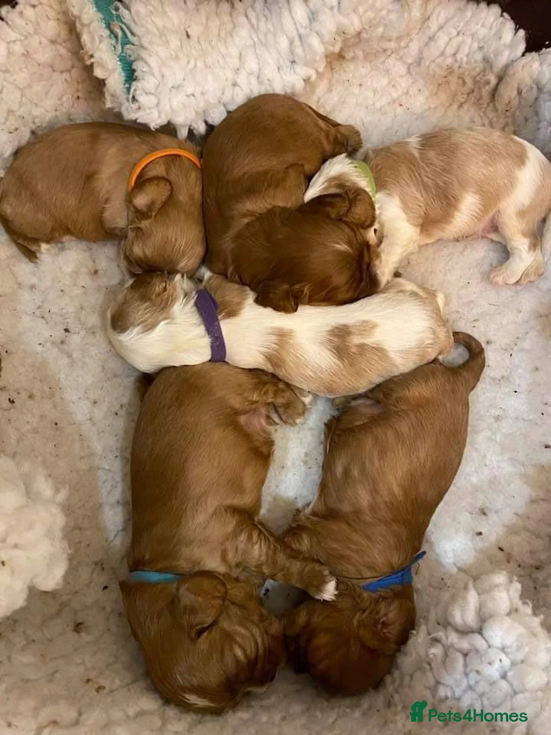 Cavalier King Charles Spaniel dogs for stud: For Stud- Exceptional Champ Pedigree Health Tested in New Milton - Advert 3