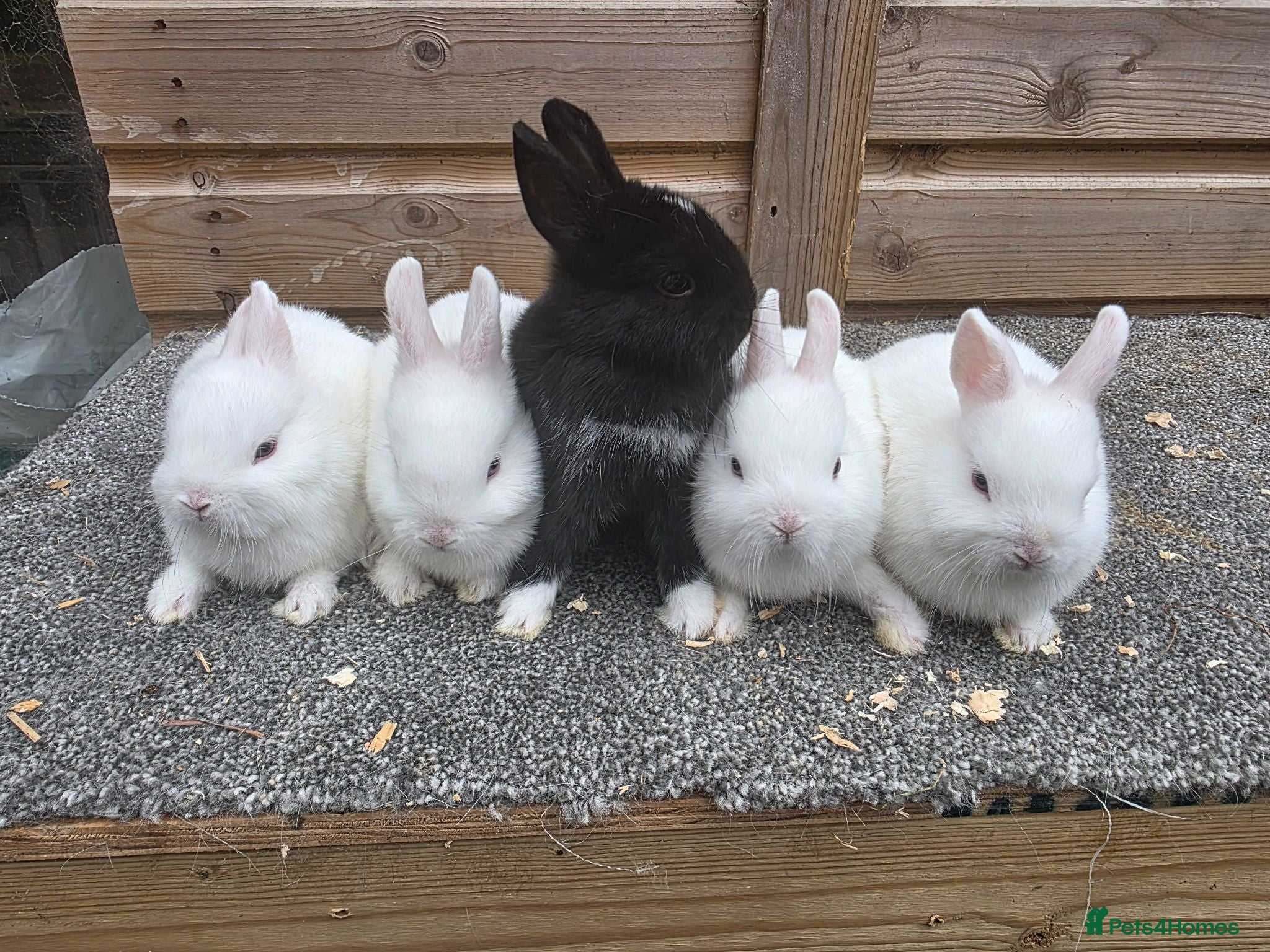 Netherland Dwarf rabbits Various netherland dwarf kits and adult proven  - Advert 2
