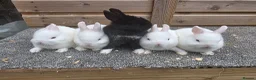 Netherland Dwarf rabbits for sale: Various netherland dwarf kits and adult proven  - Advert 2