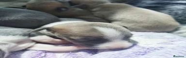 Blue brindle and white party colour boy