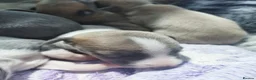 Whippet dogs for sale: Stunning coloured whippet puppies  - Advert 9
