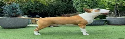 Bull Terrier dogs for stud: Stud English Bull Terrier  - Advert 10