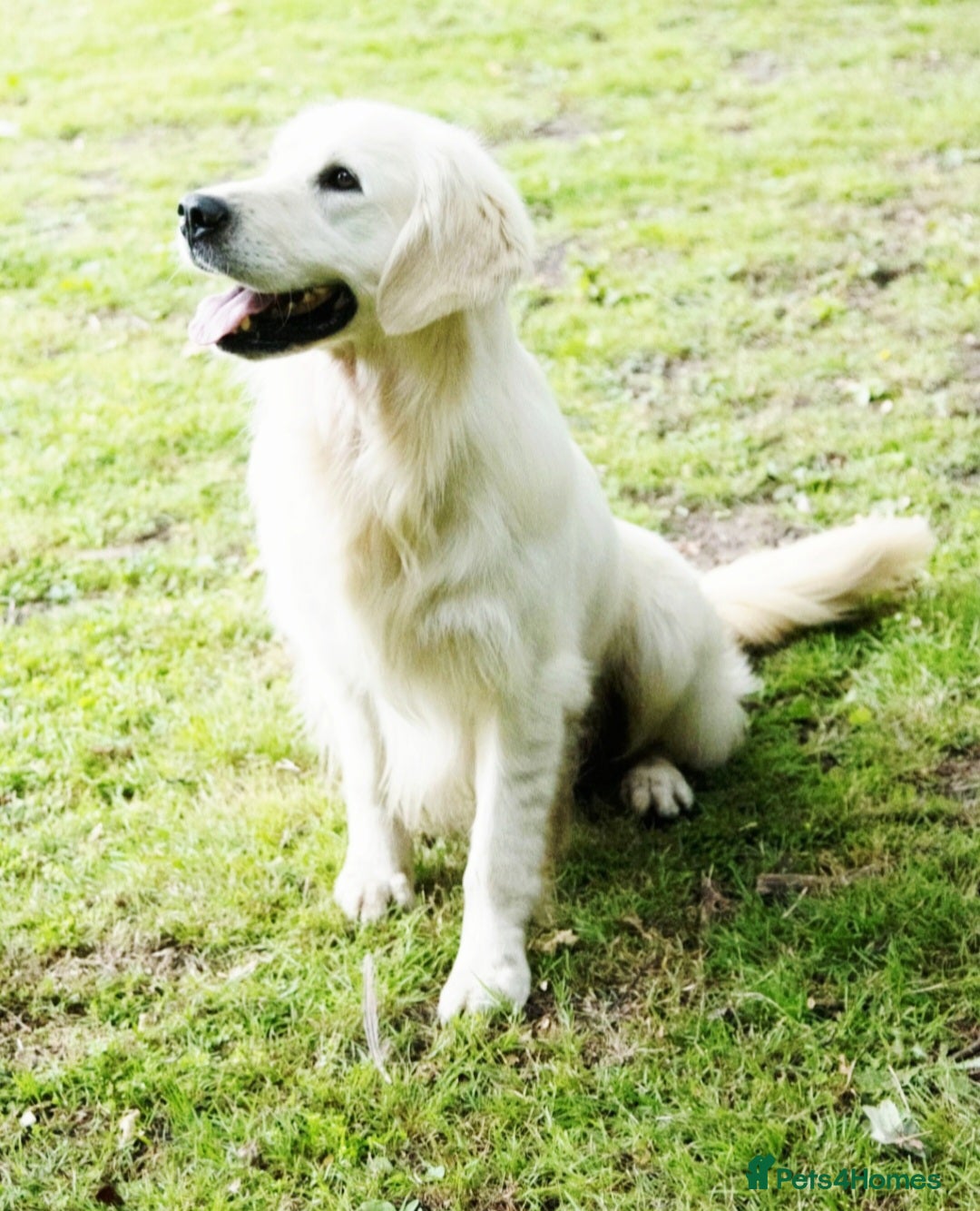 Golden Retriever dogs for sale: Newmiller Retrievers Upcoming Litter Announcement  - Advert 5