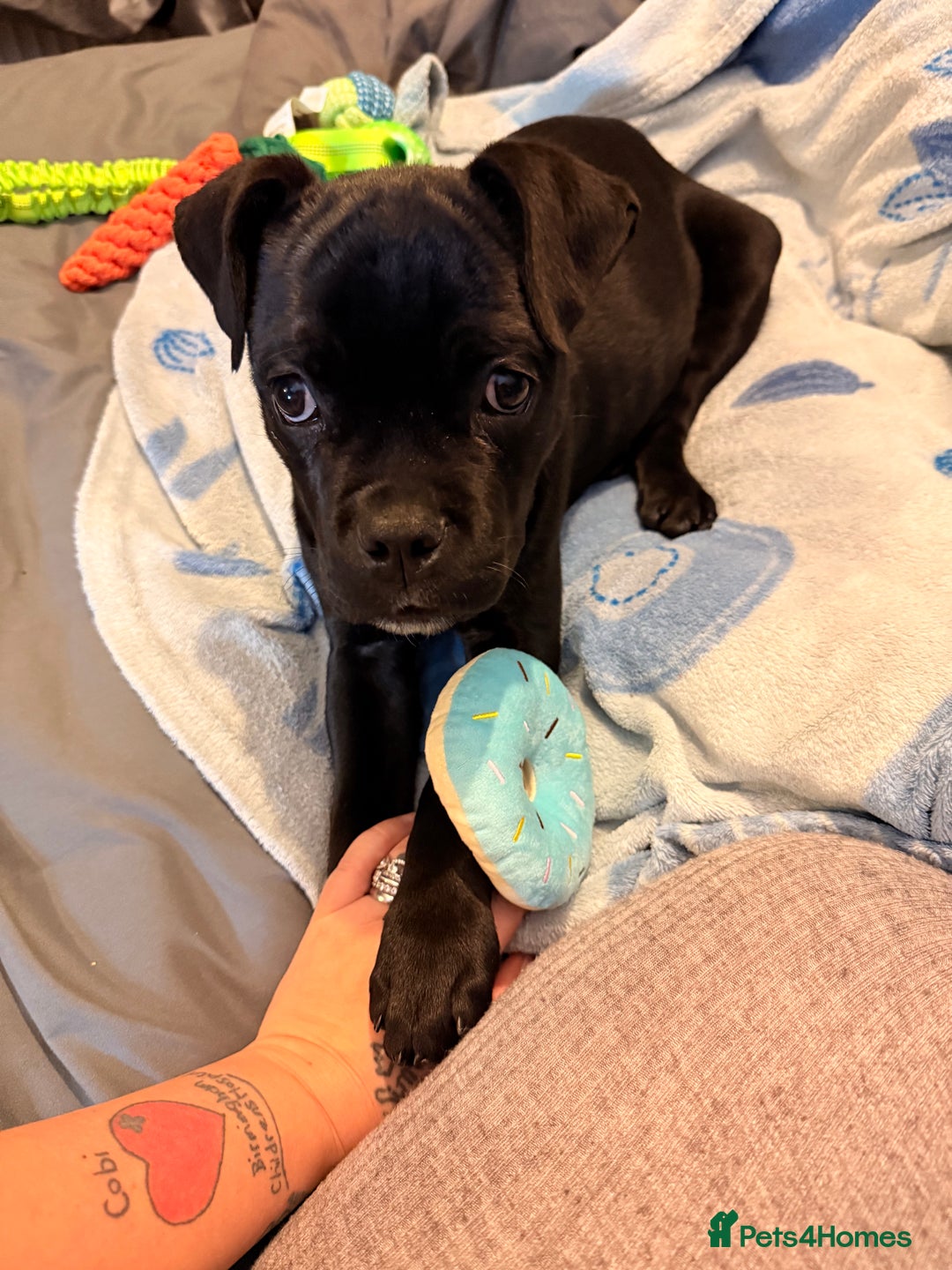 Cane Corso dogs for sale: Enzoo - Image 4