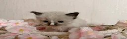 Ragdoll cats for sale: 10 Stunning Ragdoll Kittens available 🐾 in Henfield - Advert 21