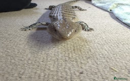Skink reptiles for sale: Blue tongue skink for sale - Image 7