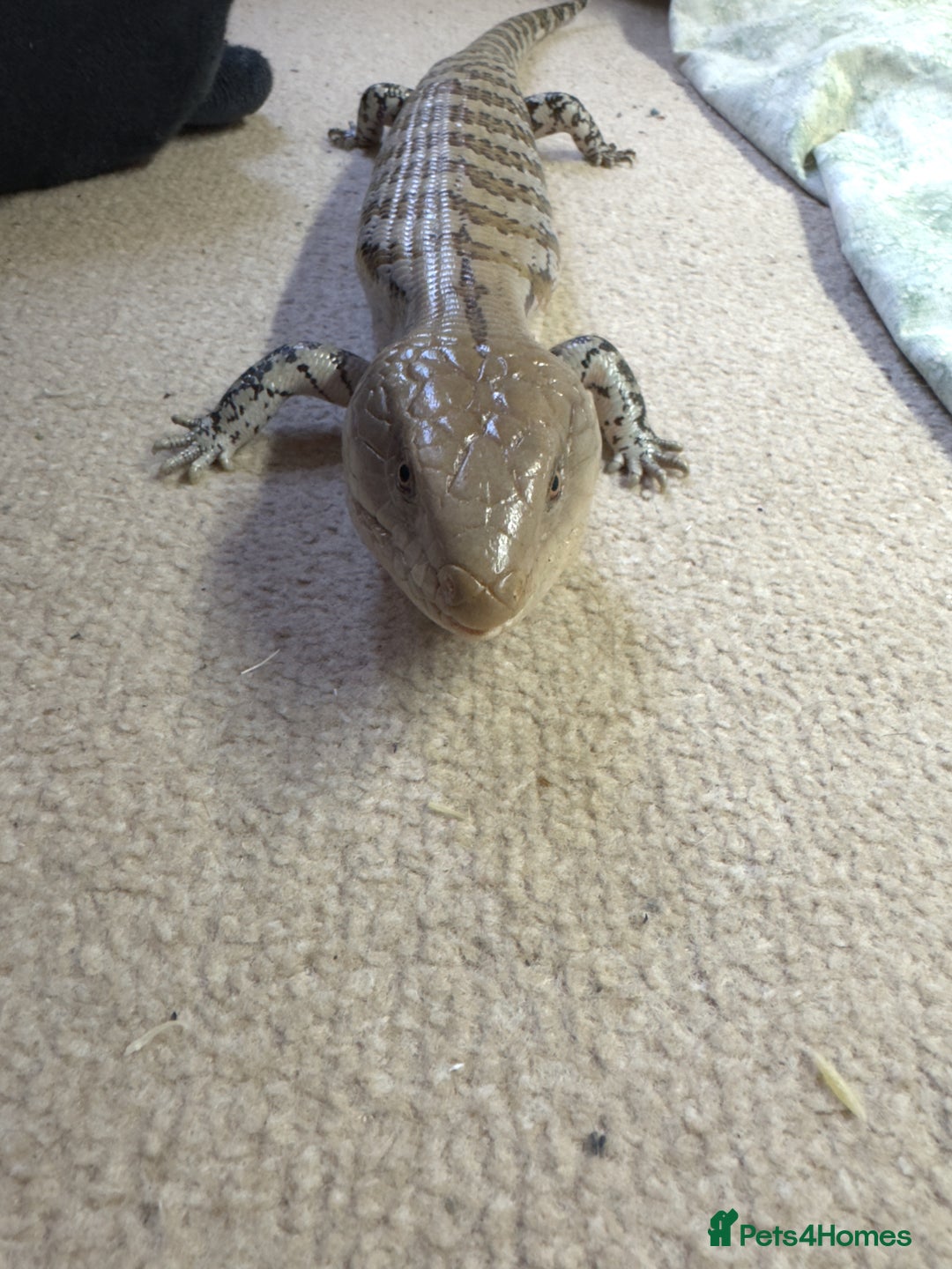 Skink reptiles for sale: Blue tongue skink for sale - Image 7