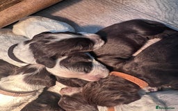 Cocker Spaniel dogs for sale: Cocker spaniel puppies - Image 15