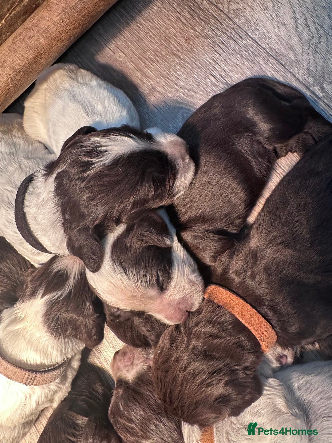 Cocker Spaniel dogs for sale: Cocker spaniel puppies - Image 15