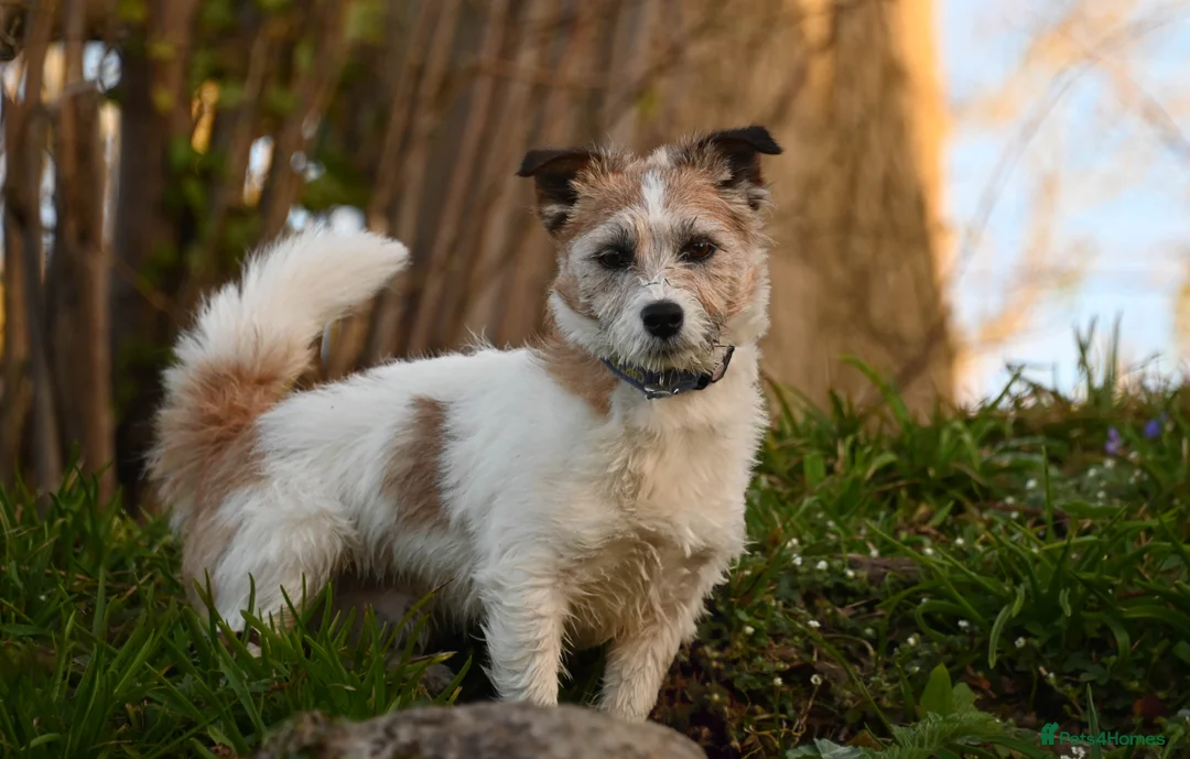 Jack Russell dogs for stud: Jack Russell Stud - Advert 2