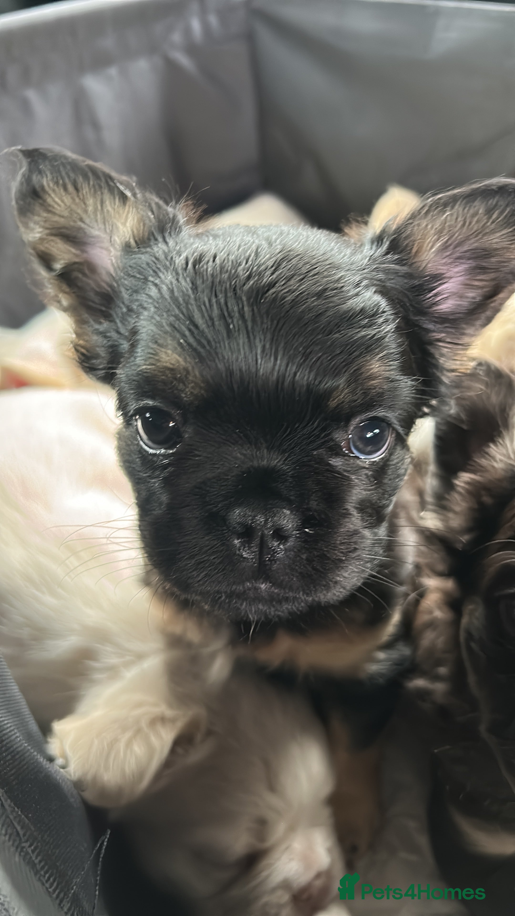 French Bulldog dogs Fluffy French bulldog puppies - Advert 2