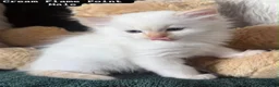 Ragdoll cats for sale: Ragdoll kittens - Advert 10