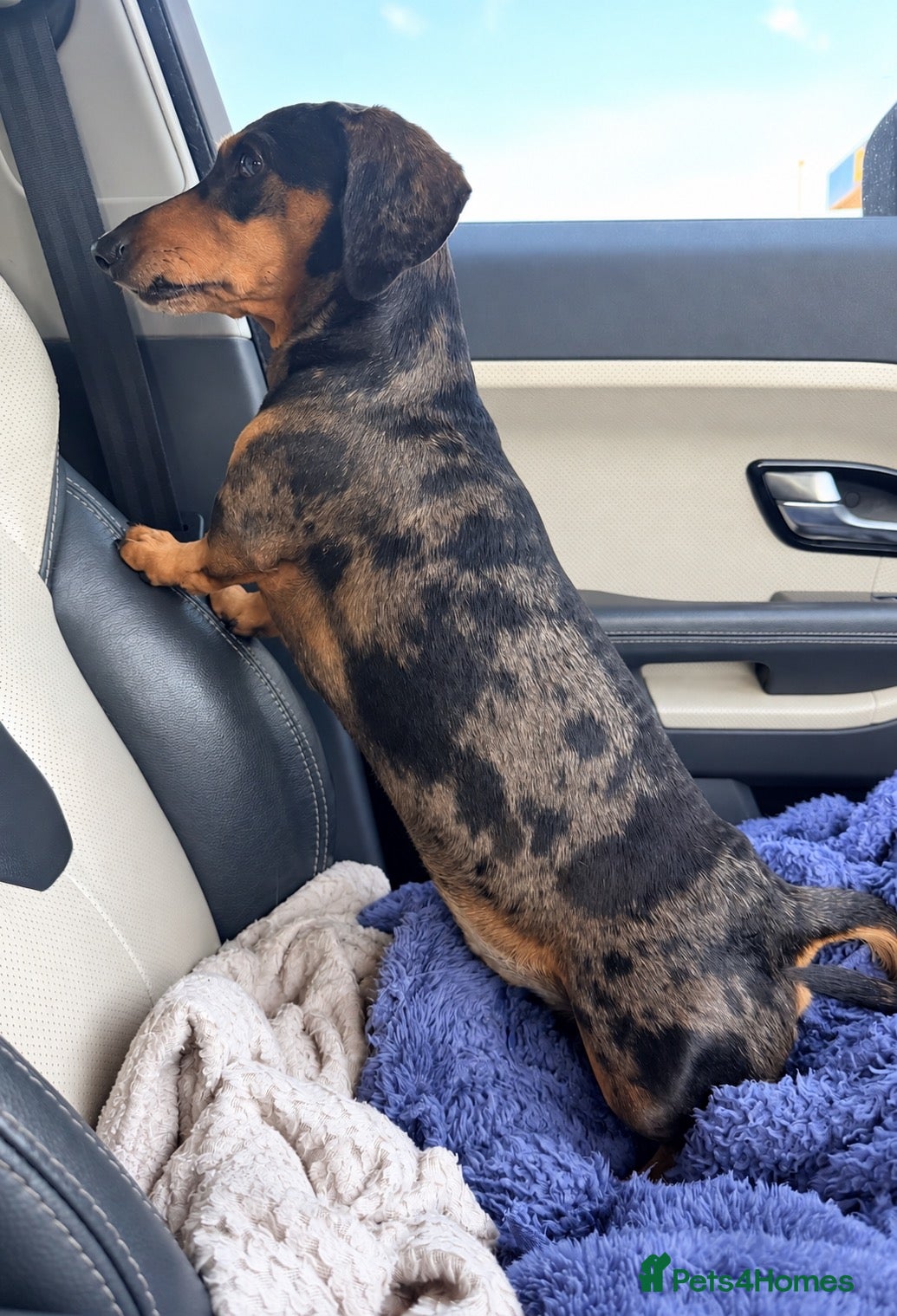 Miniature Dachshund dogs Silver dapple mini smooth boy  - Advert 2
