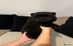 Chow Chow dogs for sale: 🐾 Chow Chow Puppies 2 Black 1 Red🐾 - Image 5