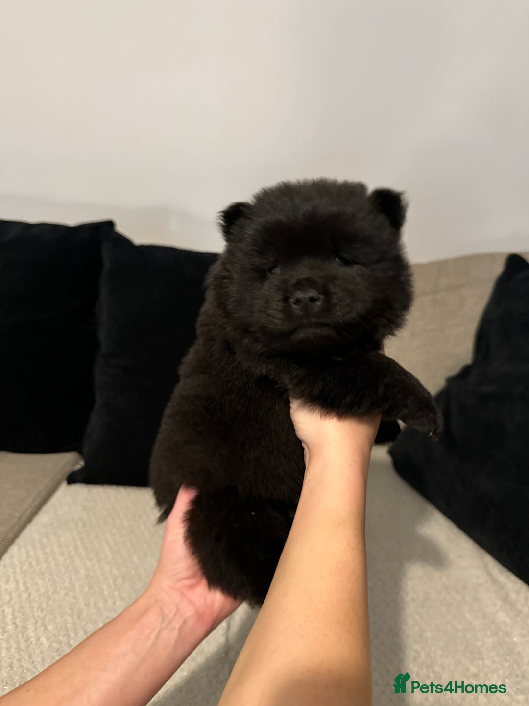 Chow Chow dogs for sale: 🐾 Chow Chow Puppies 2 Black 1 Red🐾 - Image 5