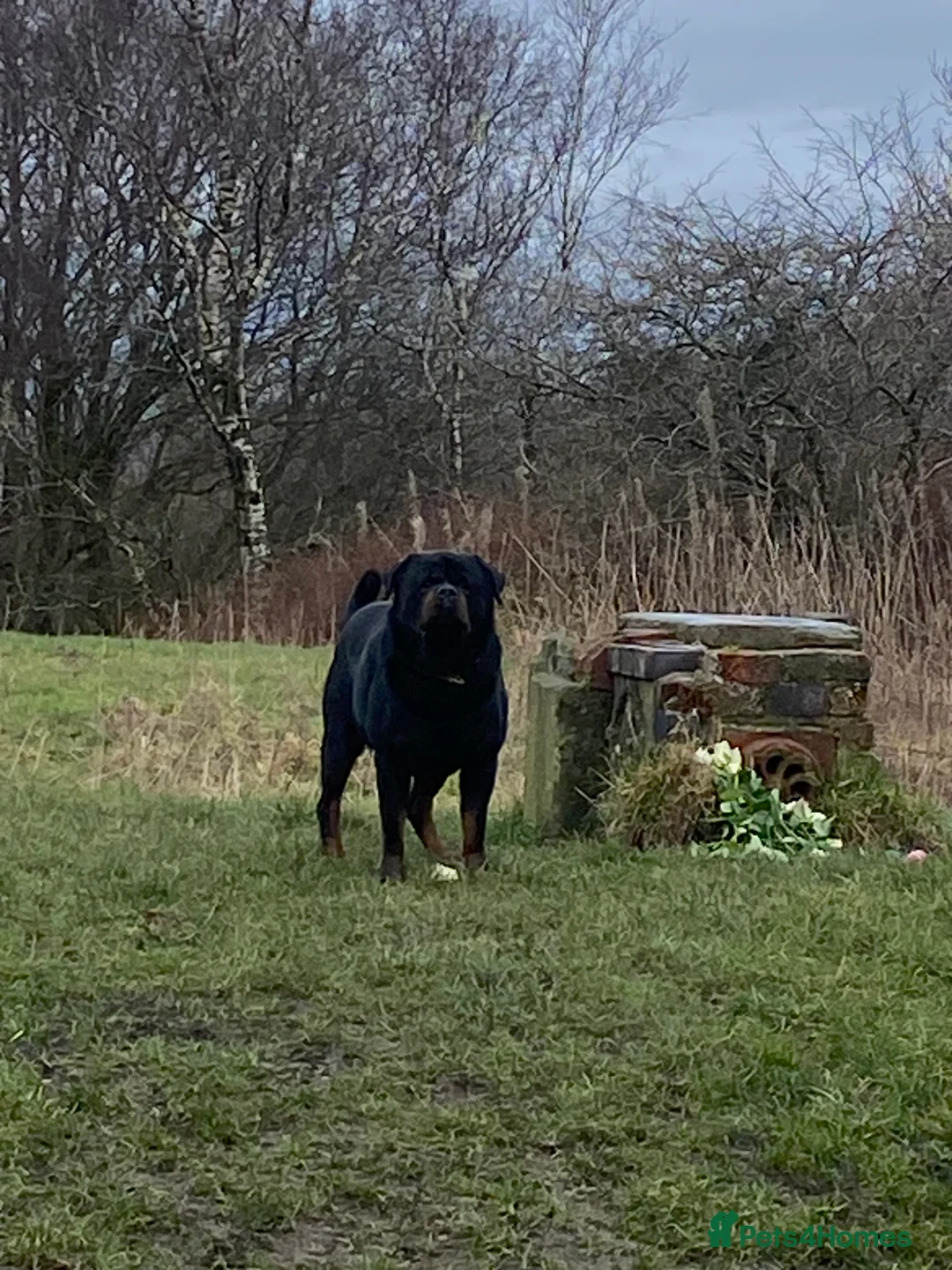 Rottweiler dogs for stud: Top quality health tested kc male German X serbian - Advert 4