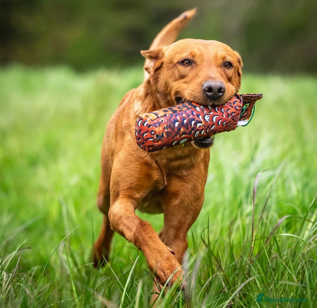 Labrador Retriever dogs for sale: KC Registered Fox Red Labrador Puppies - Image 7
