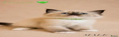 Ragdoll Kitten 2