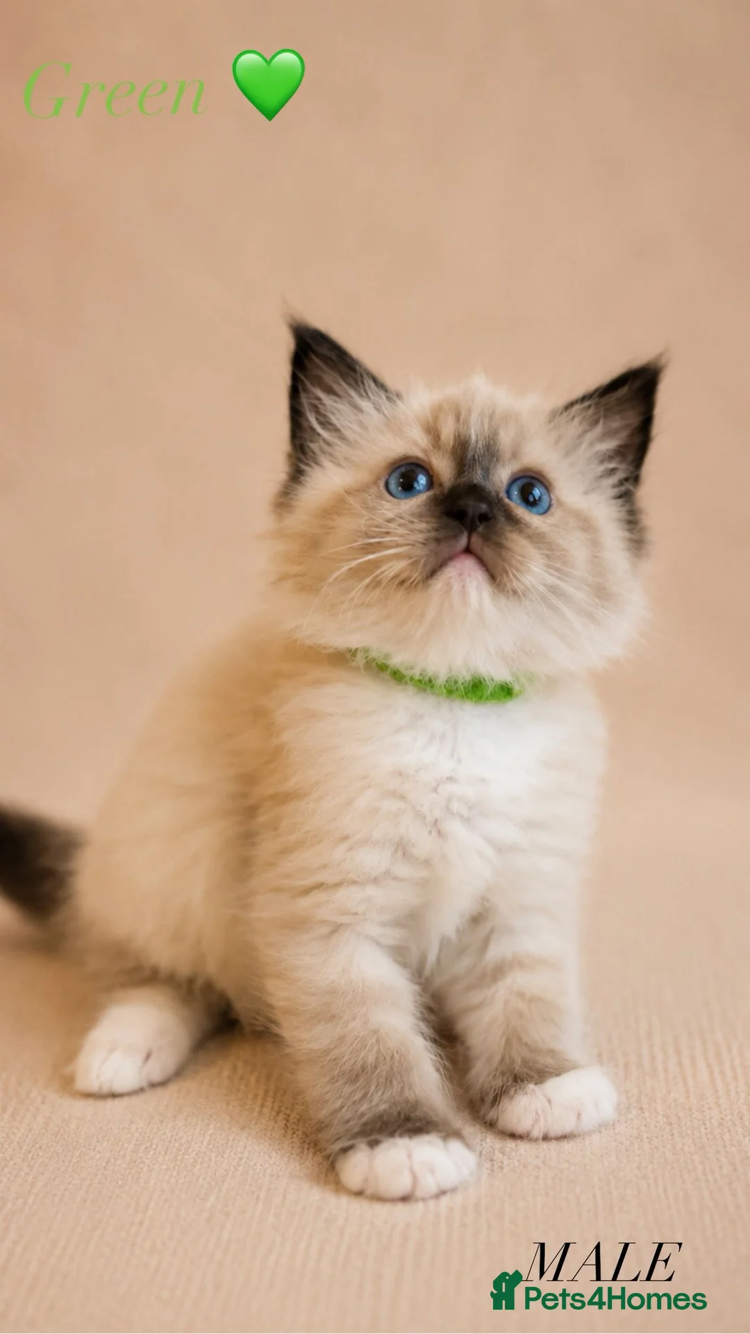 Ragdoll cats for sale: Beautiful Ragdoll Kittens in Swansea - Advert 7
