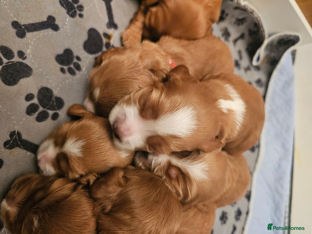 Mixed Breed dogs for sale: Cockalier, Springer Spaniel looking for a new home - Image 5