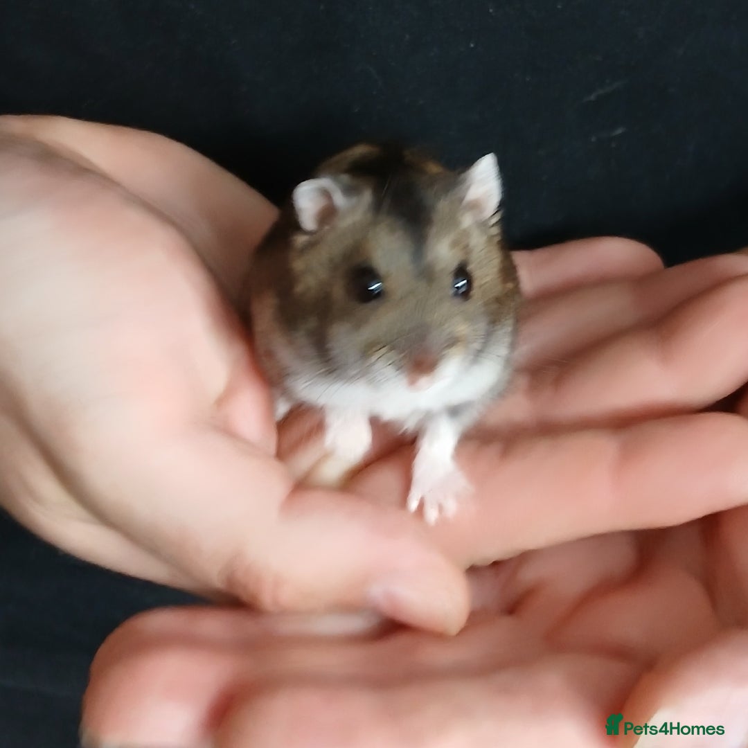 Hamster rodents for sale: Loving Female dwarf hamster 💗  - Image 5