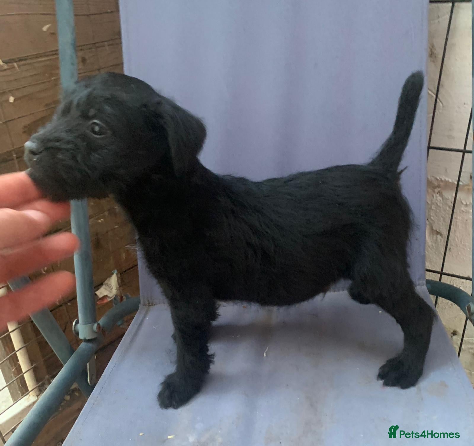 Patterdale Terrier dogs Patterdale terrier puppies  - Advert 4