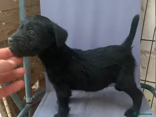 Patterdale Terrier dogs Patterdale terrier puppies - Advert 4