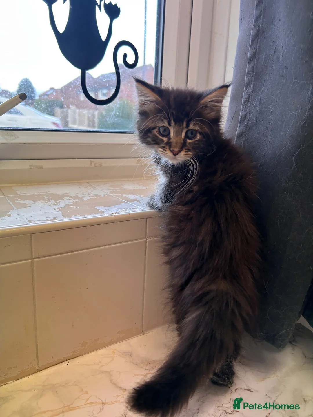 Maine Coon cats for sale: Maine coon boys - Advert 12