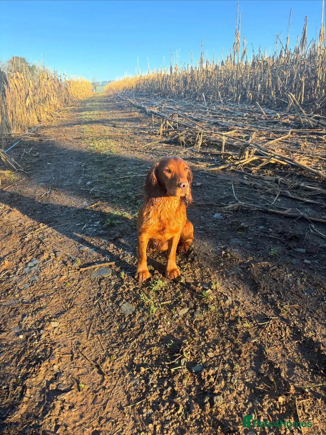Cocker Spaniel dogs for stud: Beautiful KC red working Cocker spaniel  - Advert 2