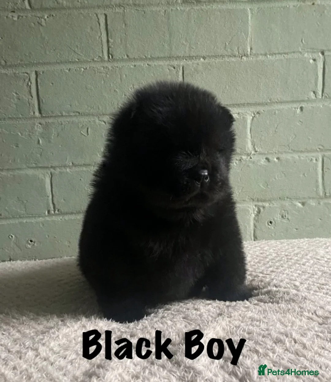 Chow Chow dogs for sale: 🌟QUALITY CHOW CHOW PUPPIES–CHAMPION BLOODLINES🌟 - Advert 7